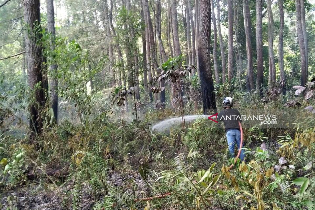 Kebakaran nyaris habiskan hutan mahoni di Rejang Lebong