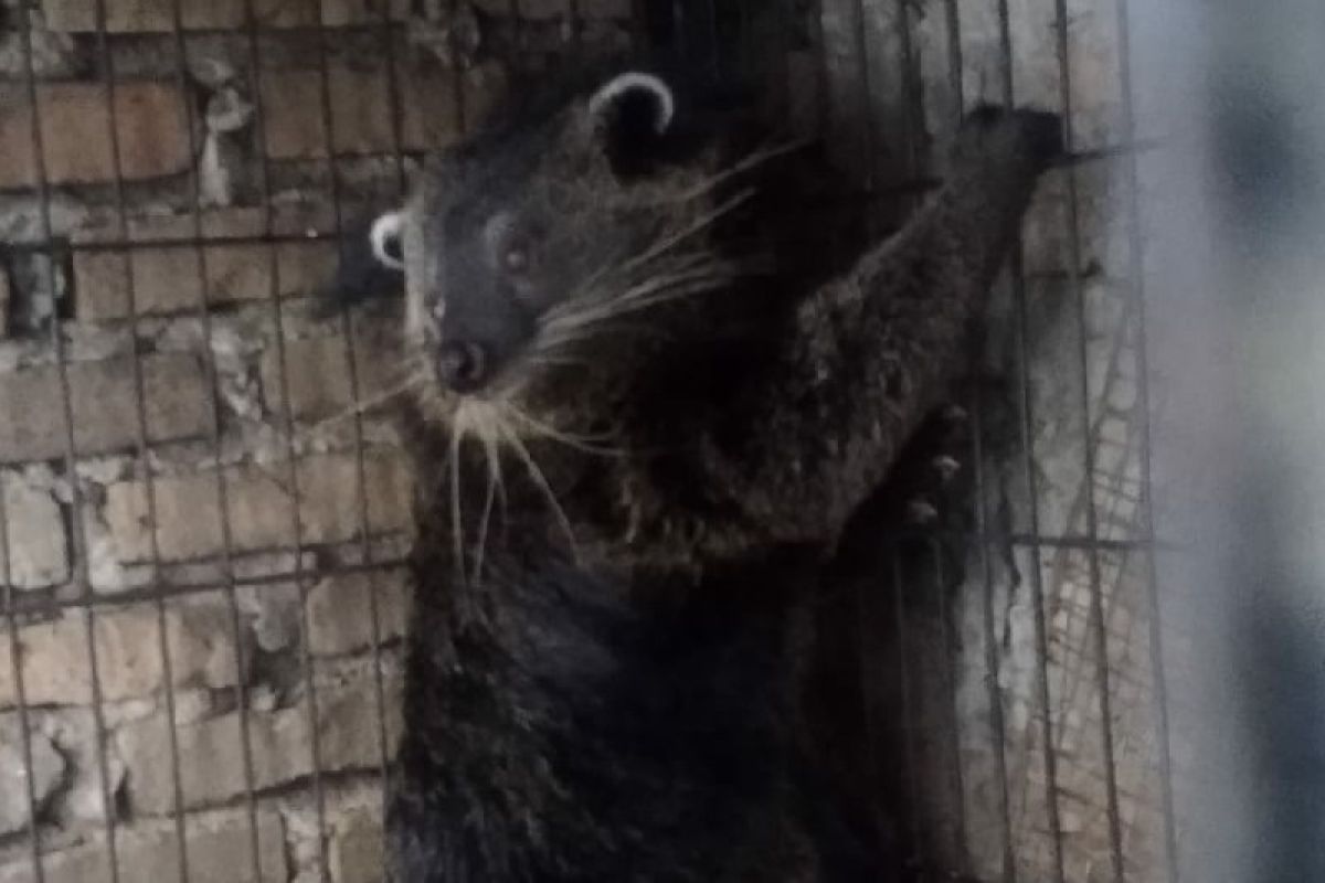 Ditreskrimsus Polda Sumut amankan tiga ekor binturong