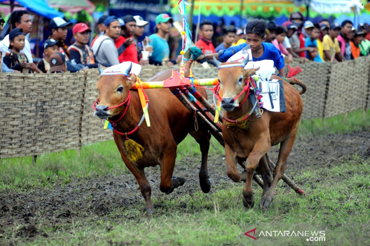 Bangkalan alokasikan Rp1,6 miliar untuk lapangan karapan sapi