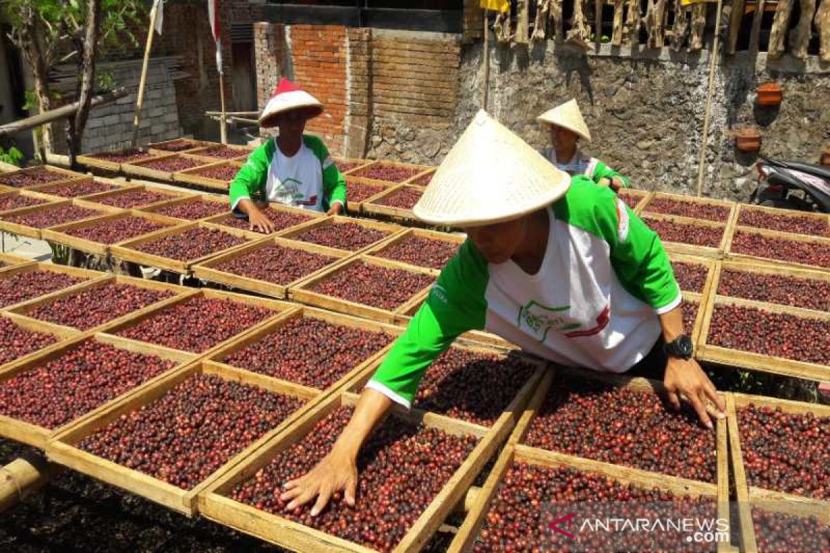 Petani Temanggung tingkatkan kualitas hasil kopi