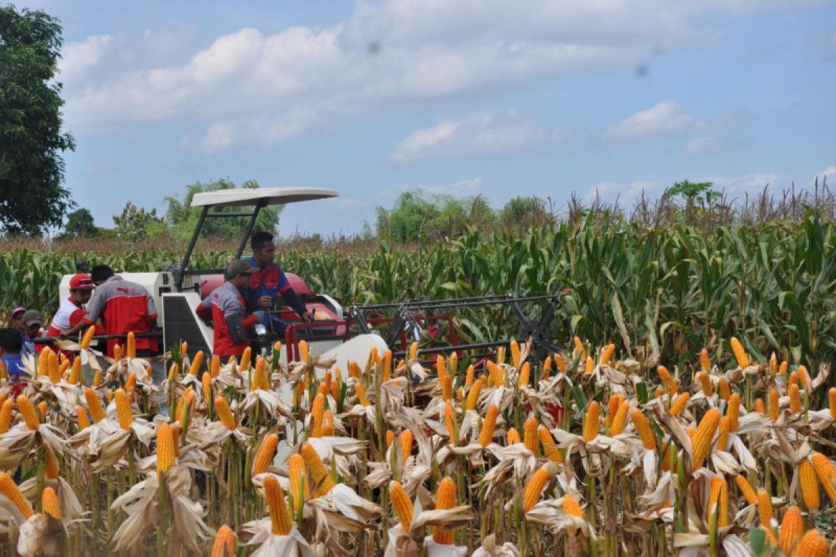 Produksi dan kualitas jagung Indonesia tidak kalah bersaing