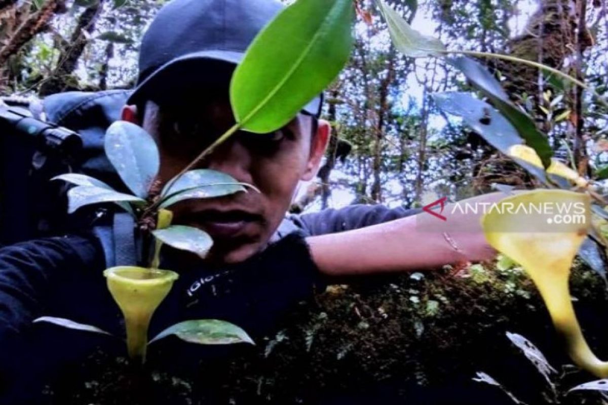 Hutan Angkola Tapanuli masih kaya tumbuhan endemik