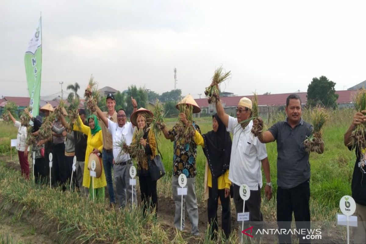 Bejo Indonesia bantu petani Sumut kembangkan bawang merah