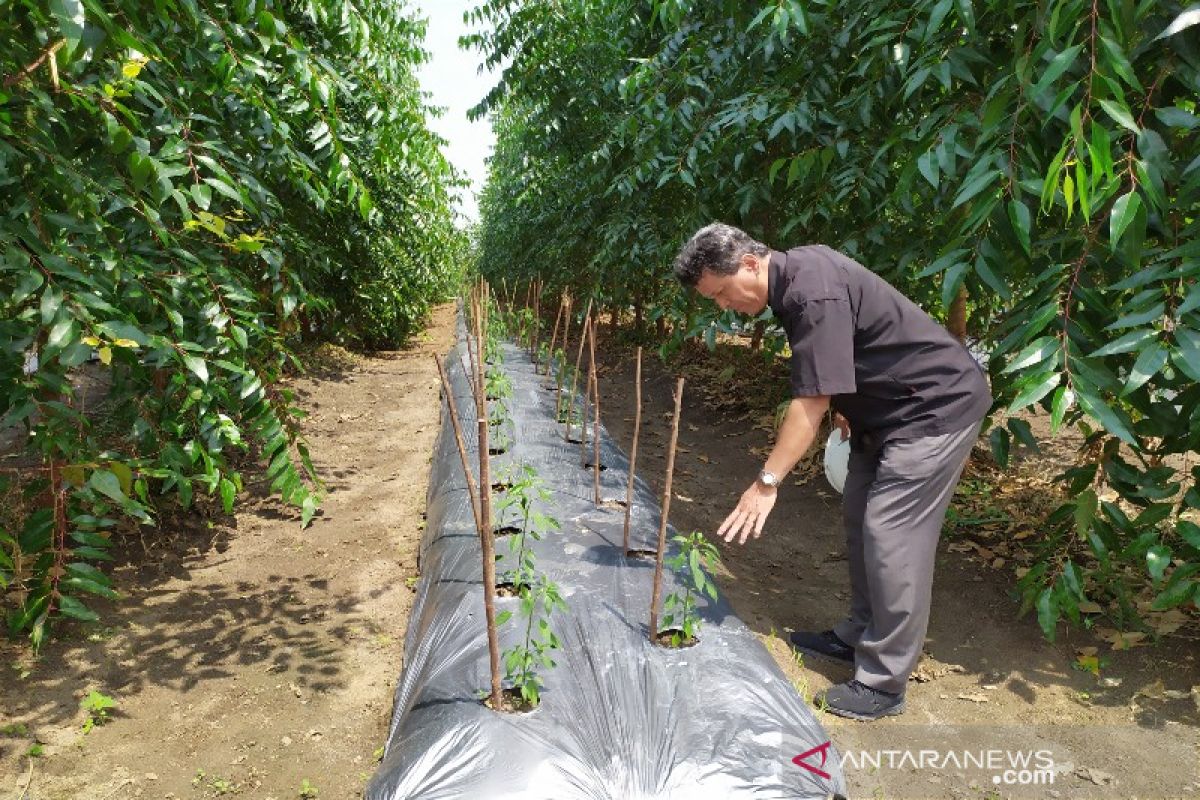 TPL dorong petani eucalyptus kembangkan tanaman tumpang sari