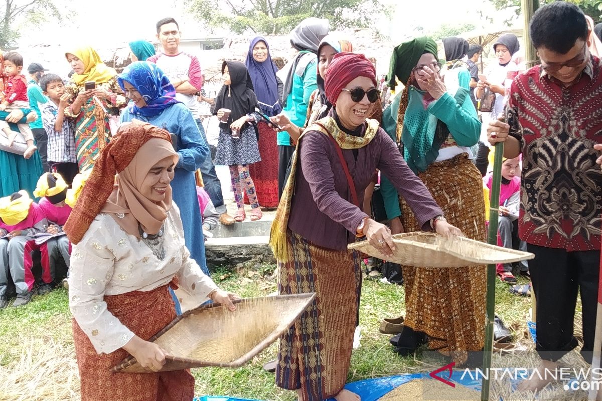 Sensasi manampi padi di Festival Sumarak Luhan Nan Tuo