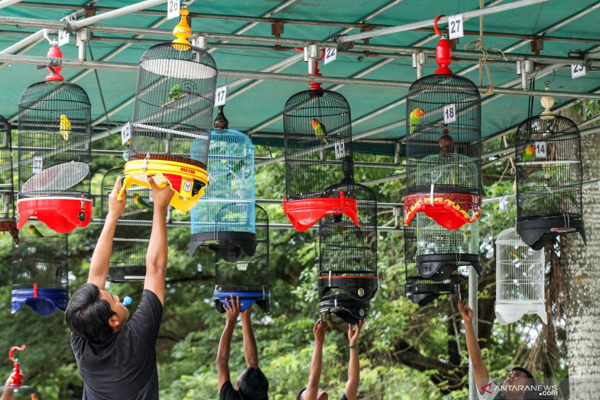 Ingat pecinta burung berkicau, segera daftarkan burung peliharaan anda