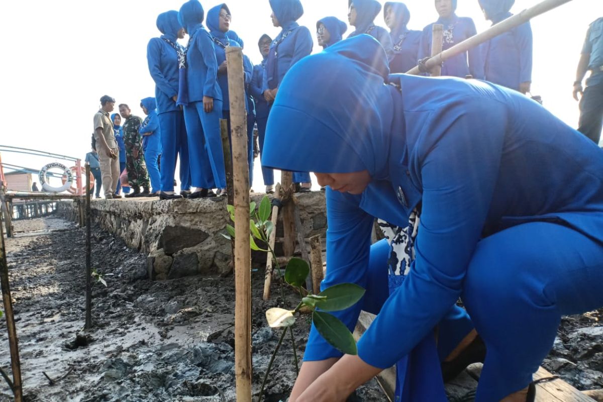 Peringati HUT ke-73, Jalasenastri tanam mangrove di Pesisir Karangantu