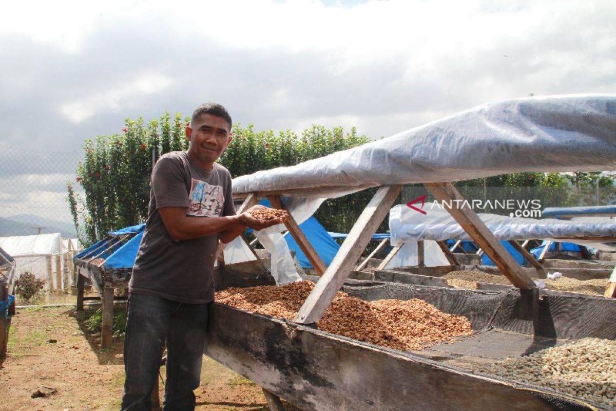 Potensi Kopi Mandailing