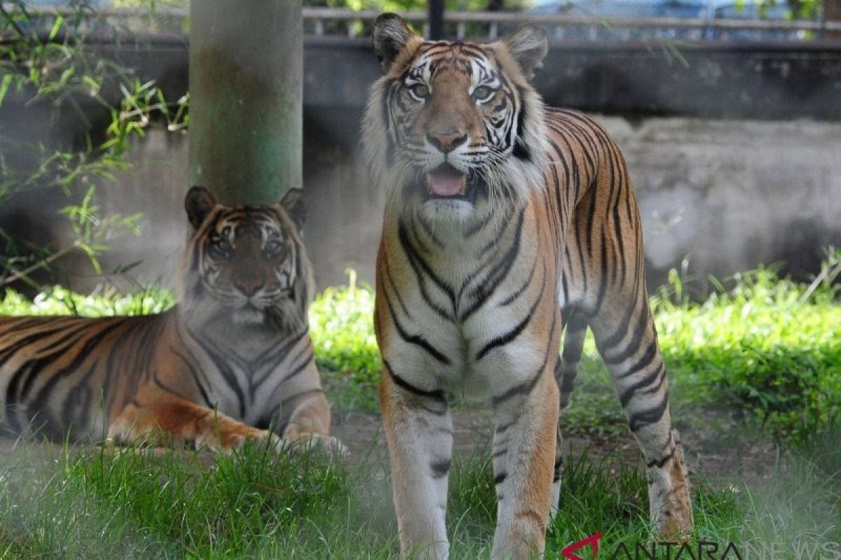 Habitat Harimau Sumatera diduga ikut terbakar