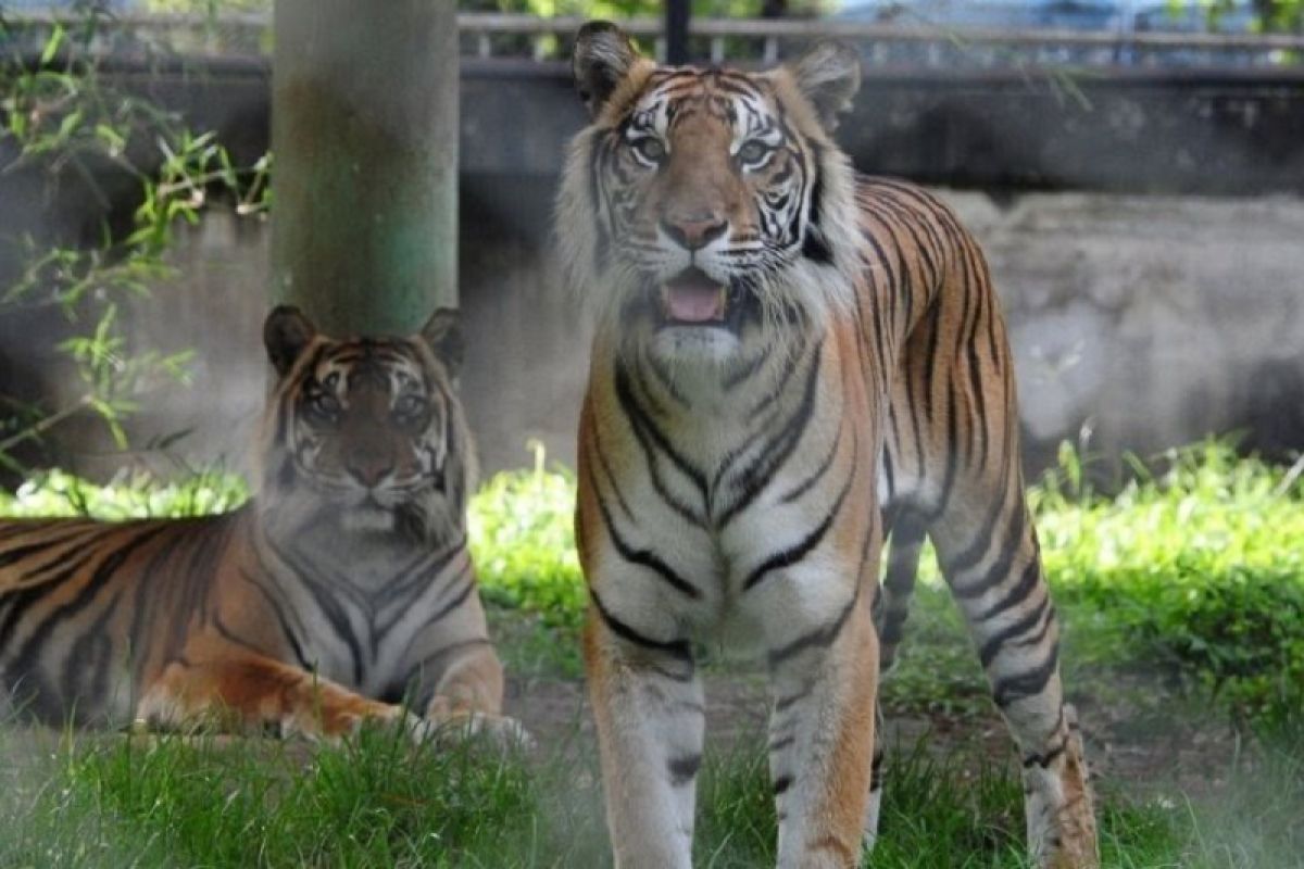 Ada jejak harimau di sekitar Kantor Bupati, KSDA pasang kamera pengintai