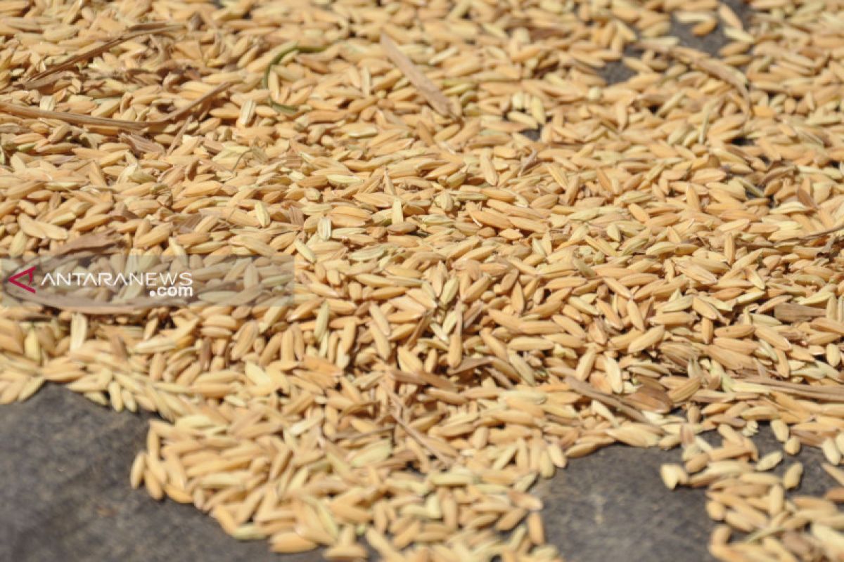 Bulog Malang akui kesulitan serap beras saat musim kemarau