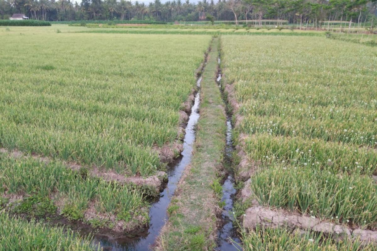 Harga bawang murah di Bantul hanya yang berkualitas rendah