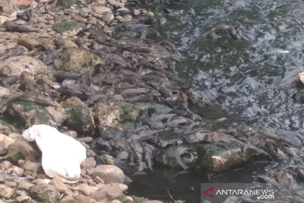 Ombudsman RI temukan ada ratusan ikan sapu-sapu mati di Sungai Cileungsi, apa penyebabnya?