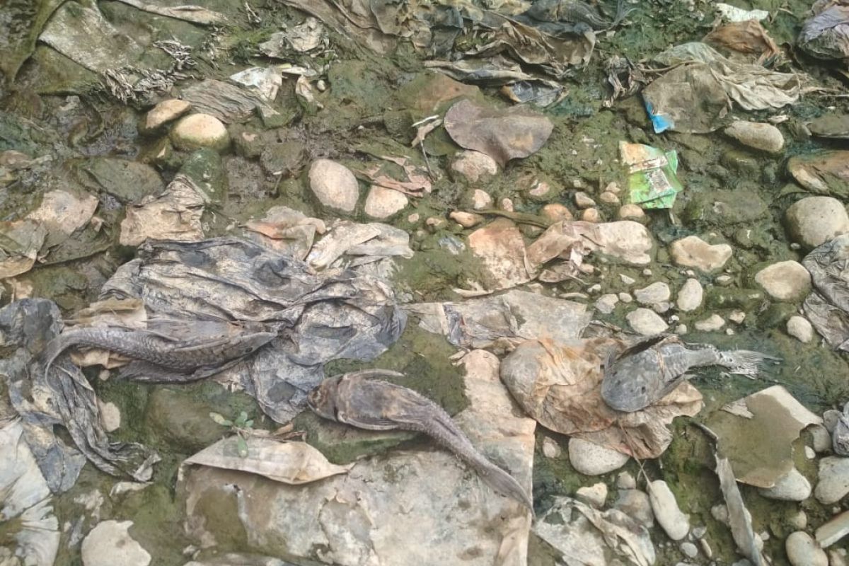 Ombudsman salahkan DLH Bogor soal ratusan ikan mati di Cileungsi