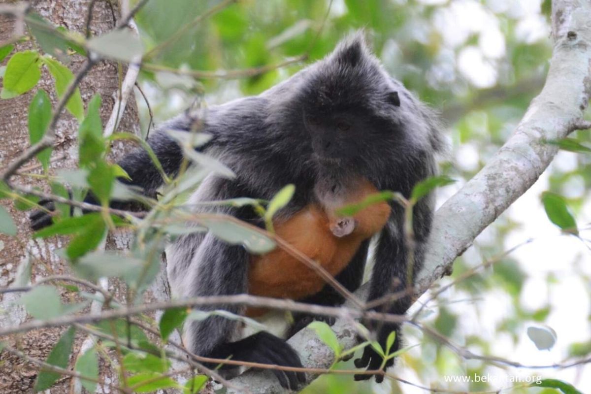 Lutung - Primata Eksotik Penghuni Baru Camp Riset Tim Roberts