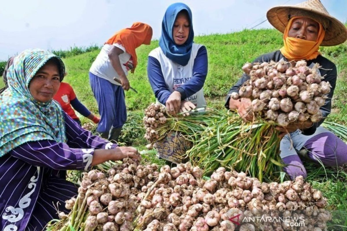 Aceh Tengah panen terakhir bawang putih tahun ini