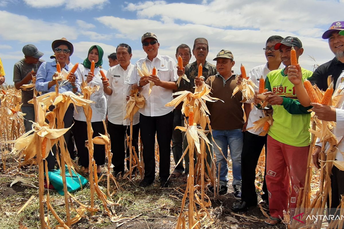 Petani Gorontalo panen jagung perdana program 