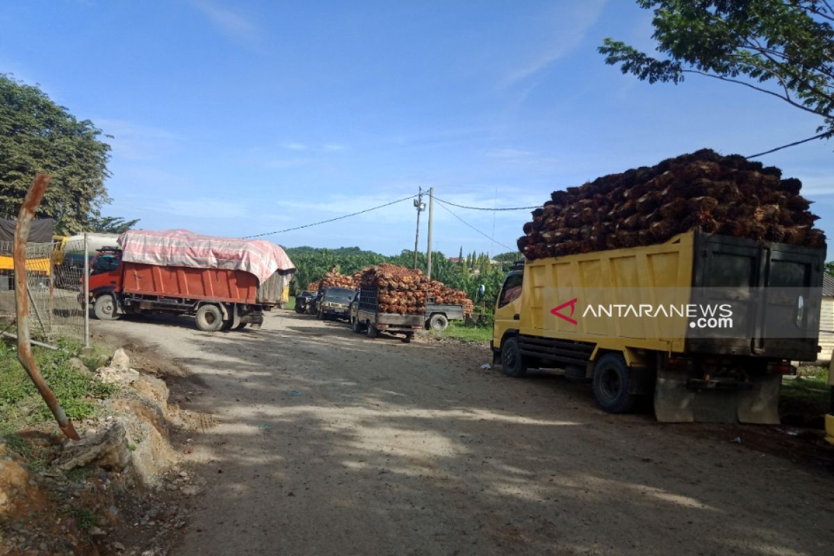 Harga TBS kelapa sawit di Aceh Barat naik