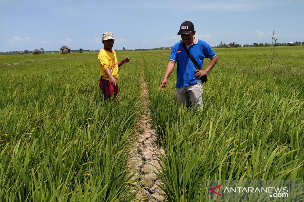 400 hektare sawah di Bangka Selatan kekeringan akibat kemarau panjang