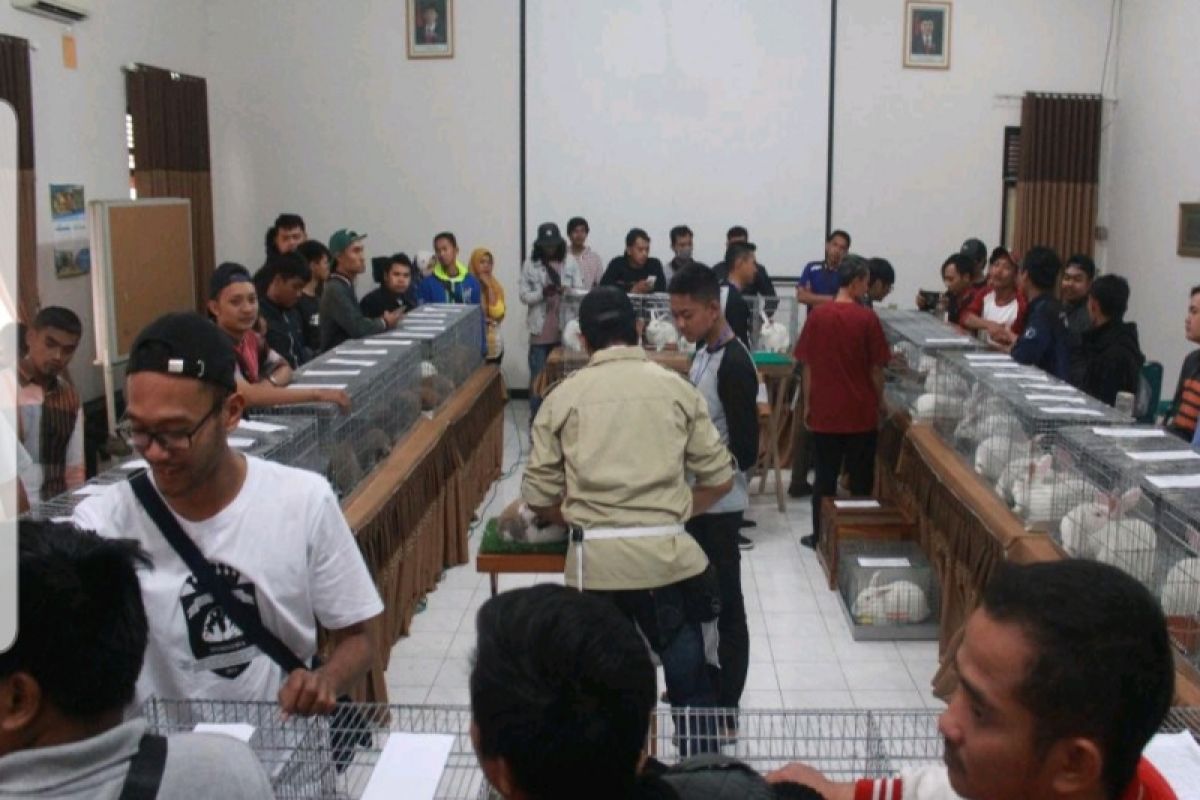 Puluhan kelinci ikuti kontes di Polbangtan Magelang