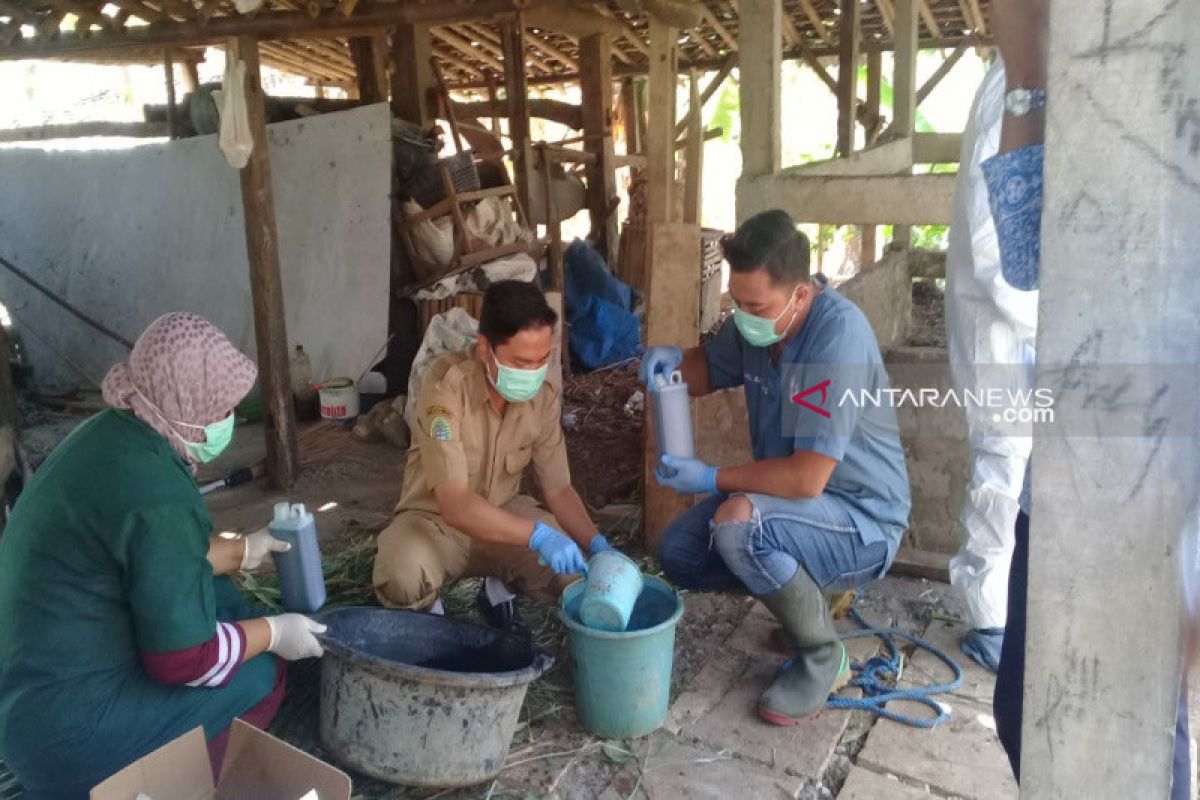 Gunung Kidul melanjutkan pemberian vaksin hewan ternak cegah antraks