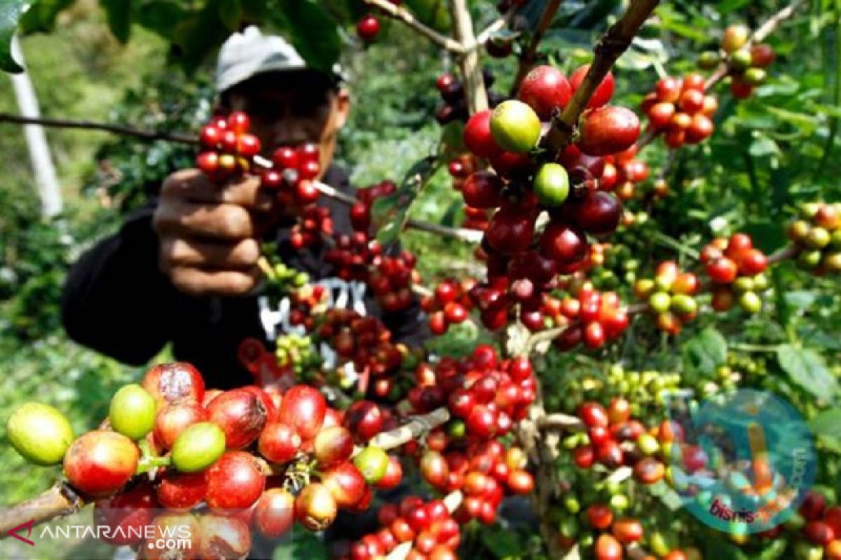 Indonesia ekspor kopi senilai satu juta Euro ke Slowakia