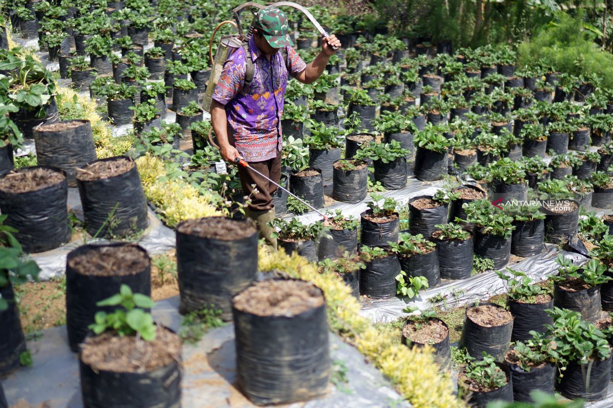 Petani Tulungagung kembangkan budi daya stroberi