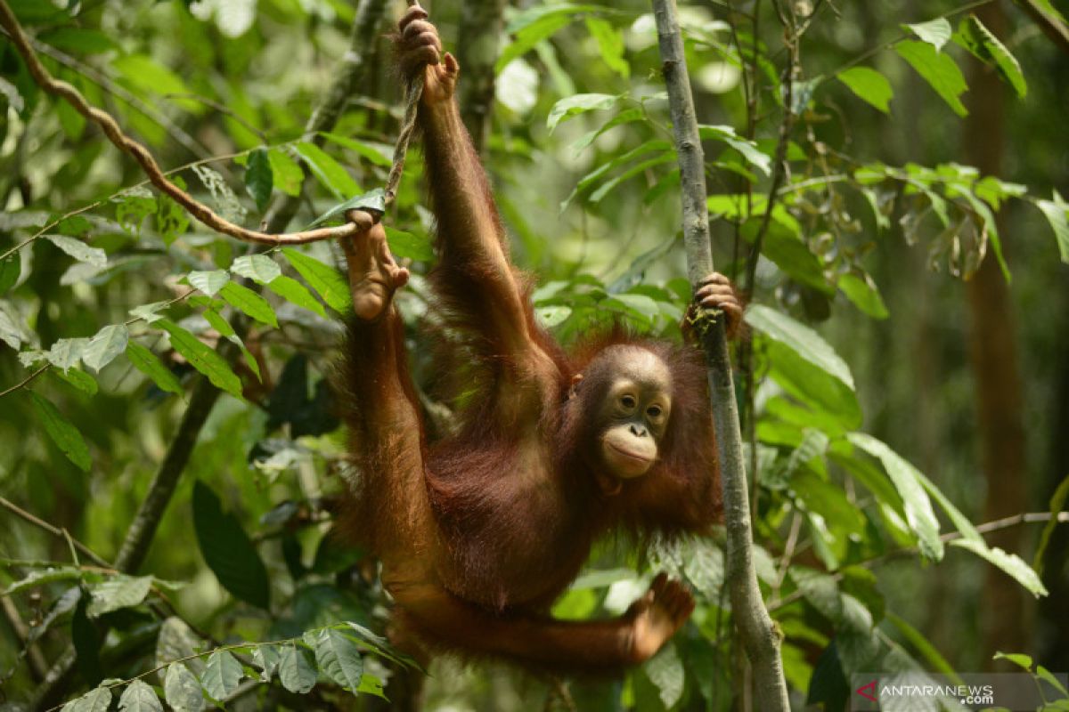 YKAN-OrangutanDays implementasikan pariwisata berkelanjutan