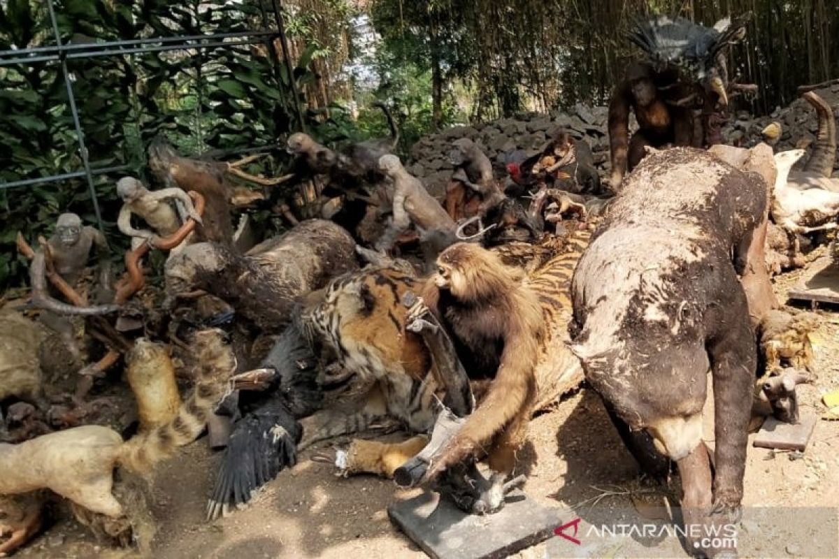 Sebanyak 263 hewan yang diawetkan Kebun Binatang Bandung dimusnahkan