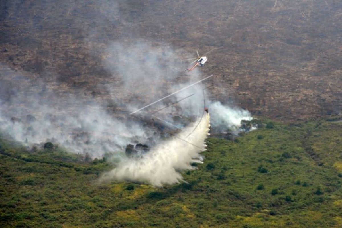 LSM desak pemerintah cegah kebakaran hutan dan lahan