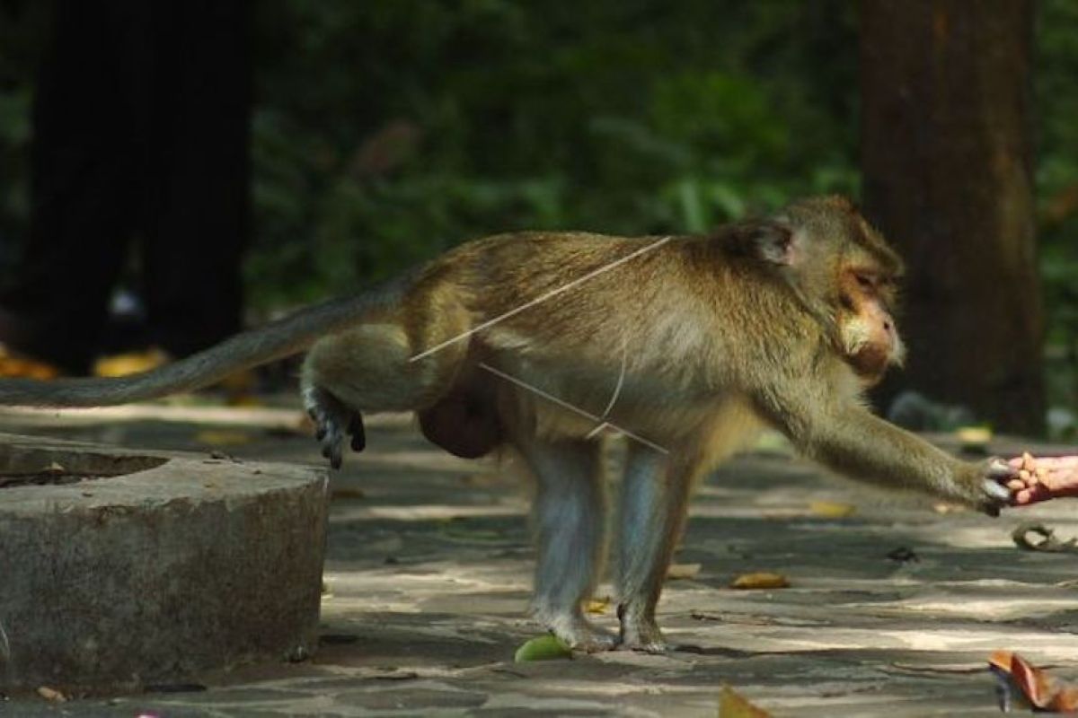 Masyarakat jangan beri makan kera di pinggir jalan, ini alasannya