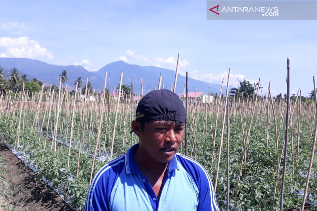 FAO bantu petani Pasigala jadikan hortikultura sumber pendapatan