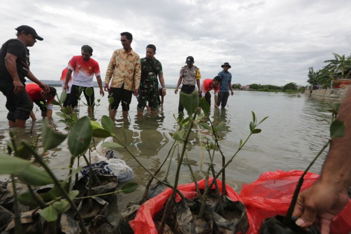 PLN  tanam 1.000 bakau di Banda Aceh