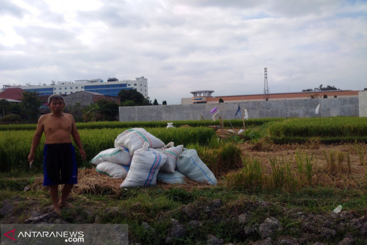 Sleman mengupayakan lahan pertanian kering di Prambanan untuk penuhi LP2B