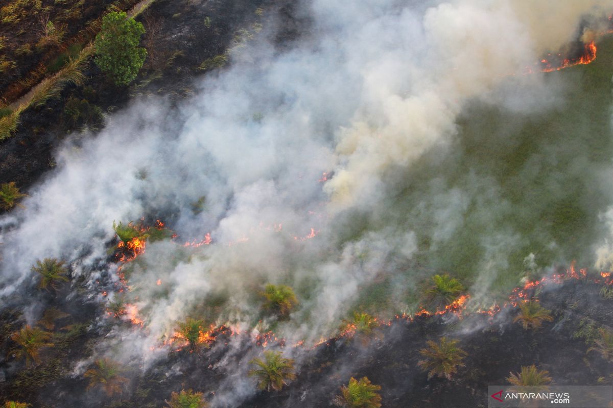 Tercatat 393 Ha lebih lahan di Tapin terbakar akibat karhutla