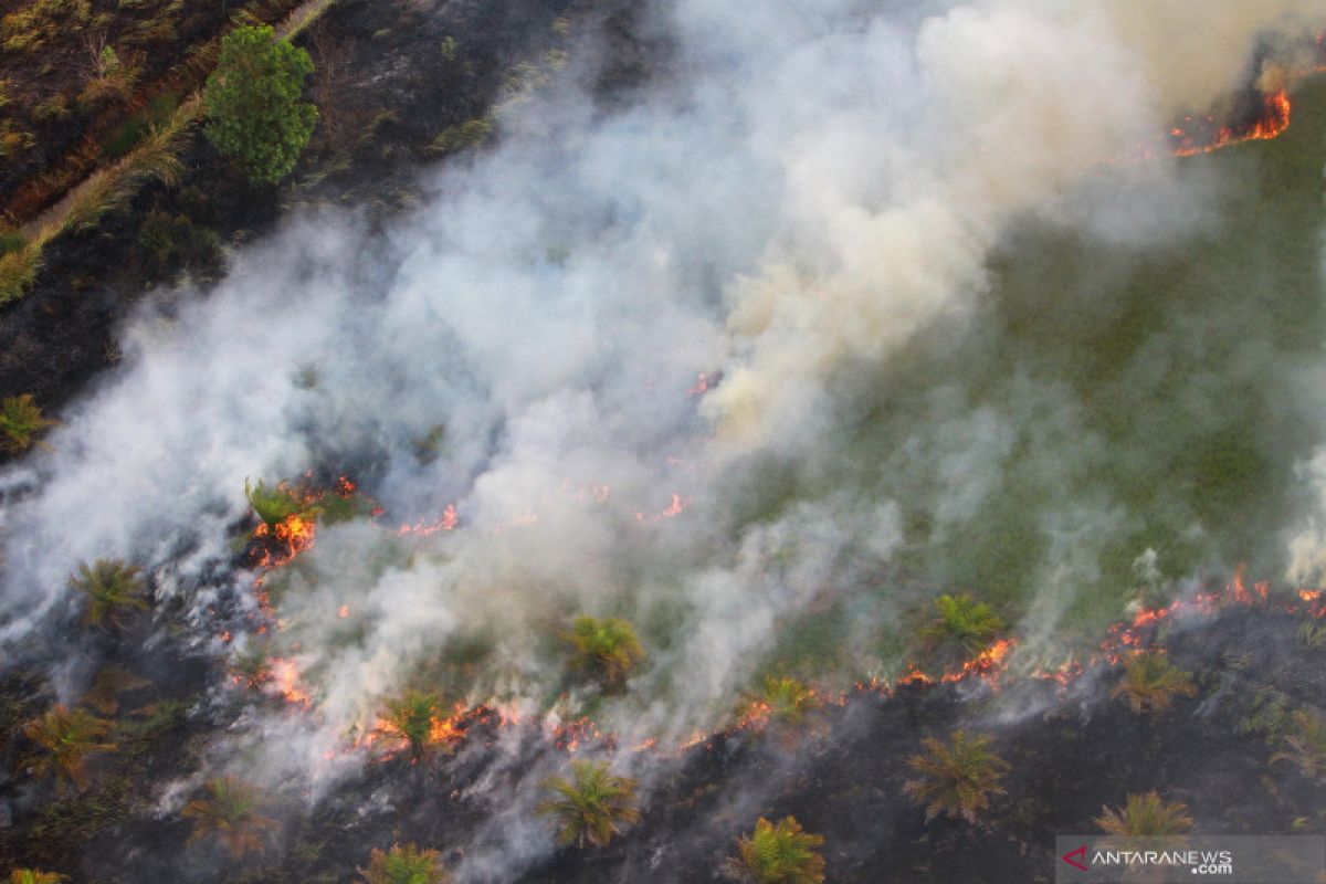 Warsi catat 18.728 hektare lahan dan hutan terbakar di Jambi