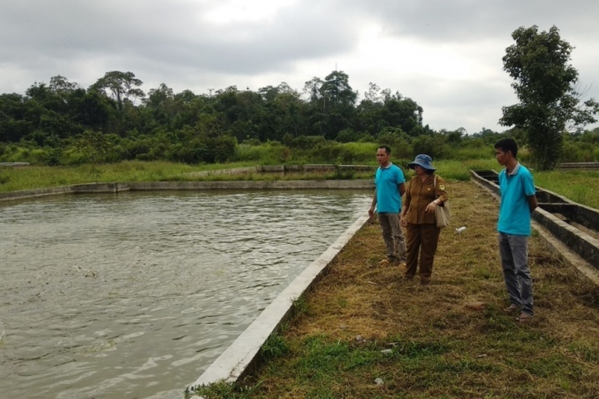 Dinas Perikanan Gumas pastikan BBI selalu hasilkan bibit unggul