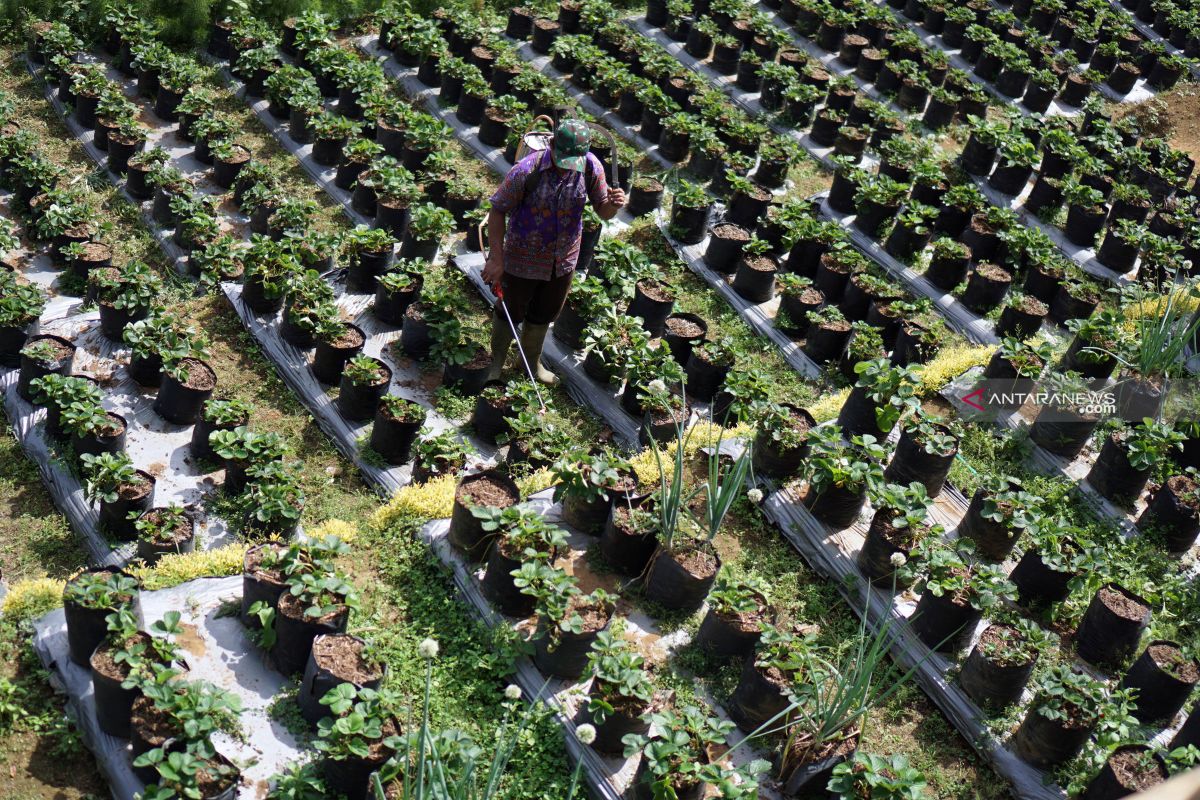 Pokdarwis Tulungagung kembangkan agrostroberi rintisan berbasis desa