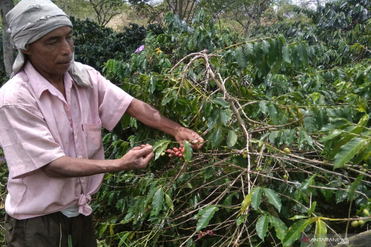 PPN ekspor biji kopi Gayo pukul petani