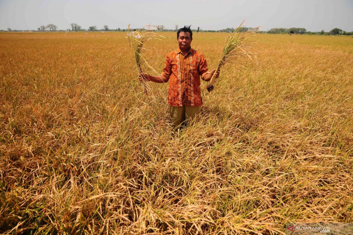 Antisipasi gagal panen, petani  Kendari diimbau ikut asuransi