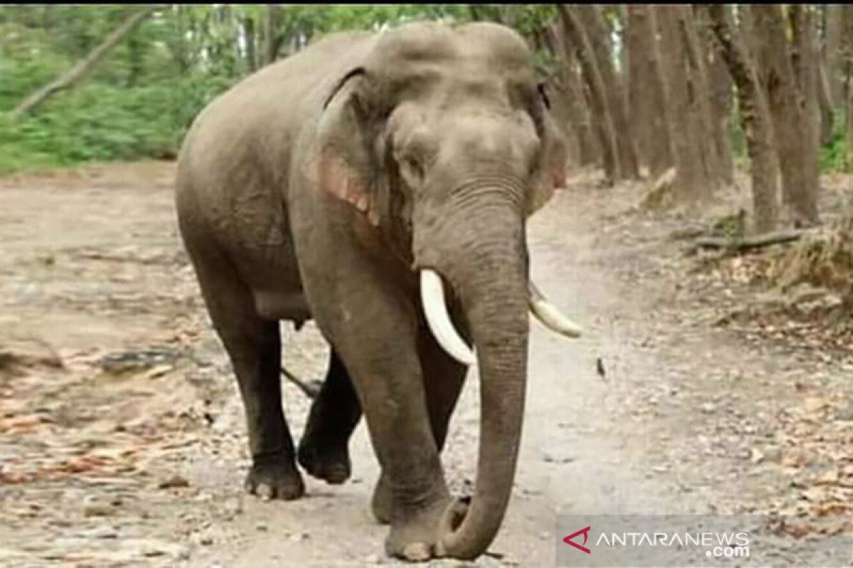 Forest fires destroy parts of Sumatran elephant habitats
