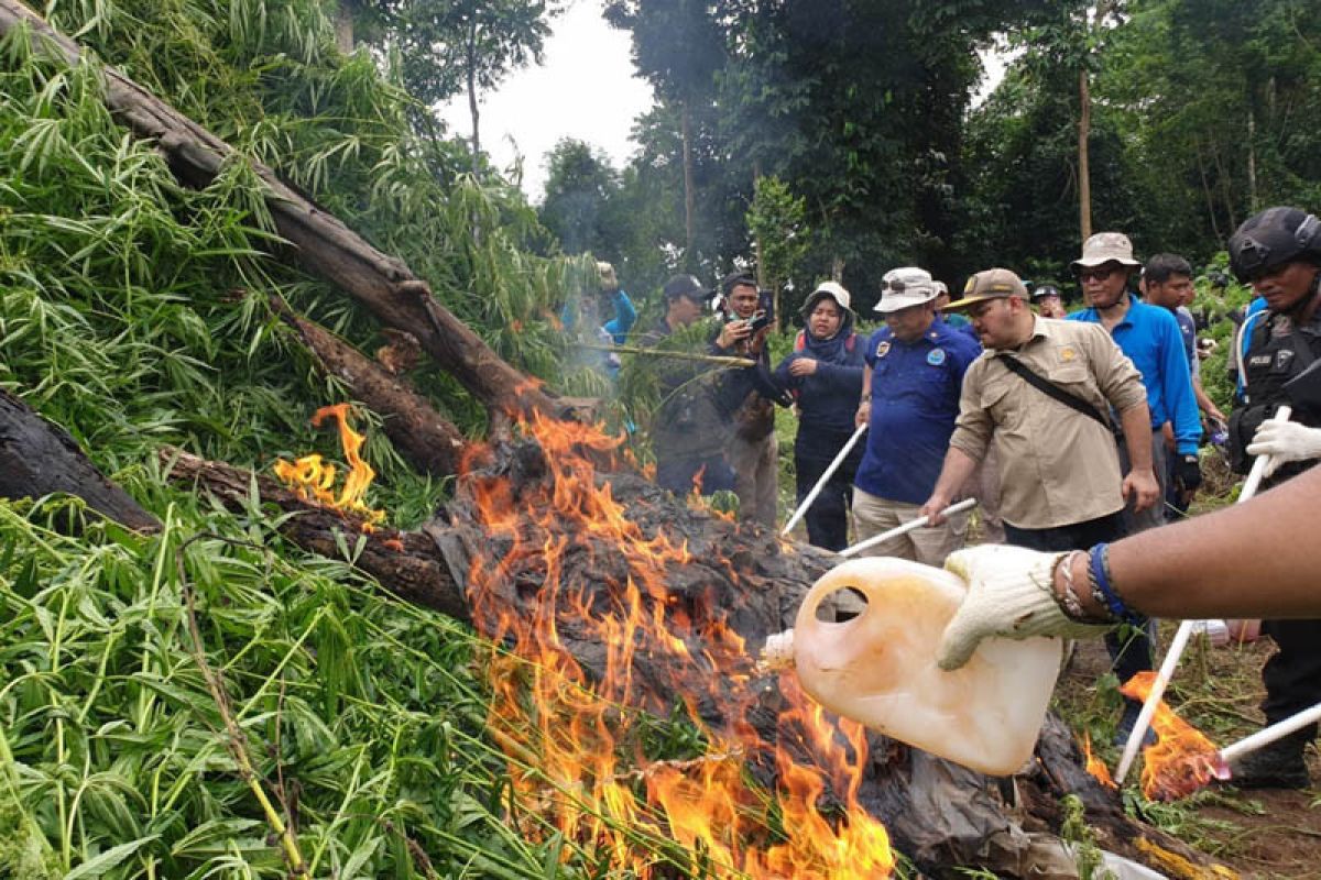 BNN musnahkan 40 ribu batang pohon ganja di Gunung  Seulawah