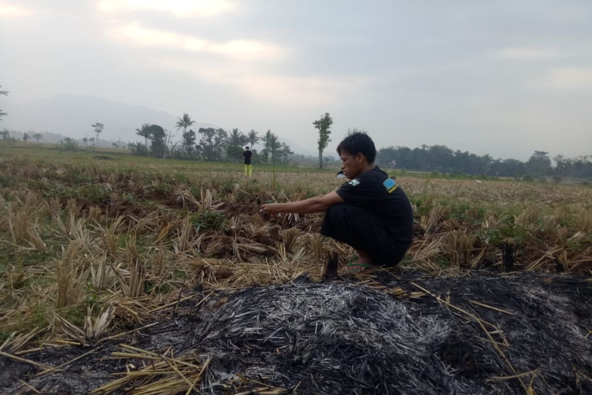 Ribuan hektare sawah di Lebak tertunda tanam akibat terhalang adat
