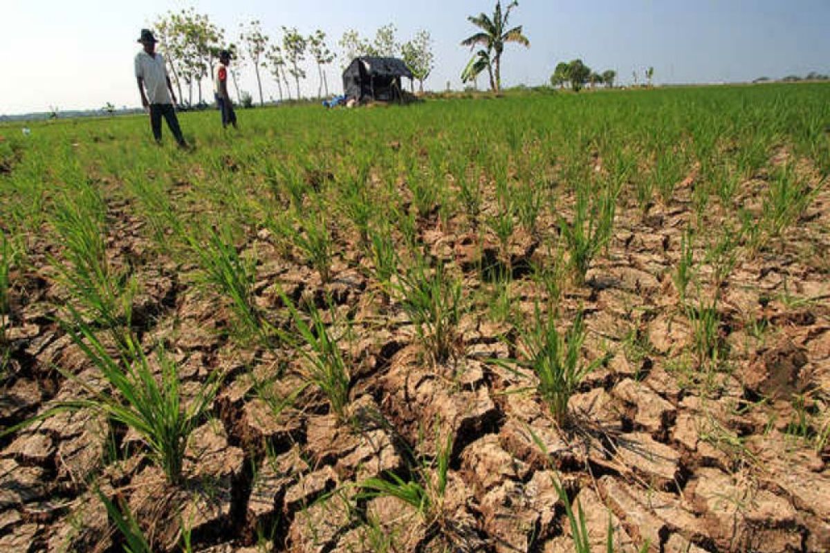 Produksi petani di Pulang Pisau menurun selama musim kemarau