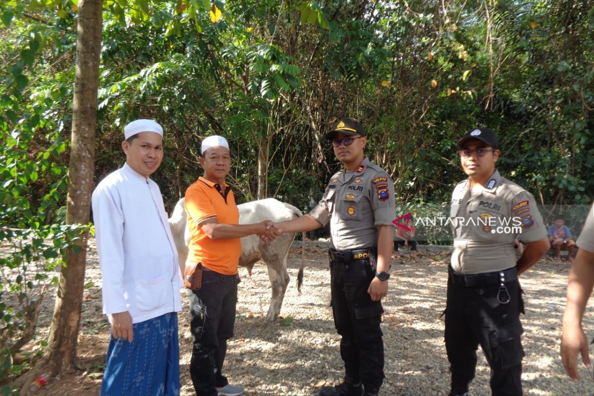 Kapolres Tapin berikan satu ekor sapi untuk Haul Datu Sanggul