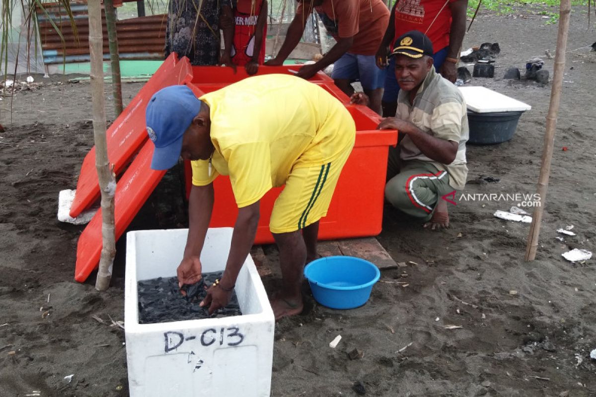 Pegiat konservasi di Raja Ampat lepas 400 lebih tukik ke laut