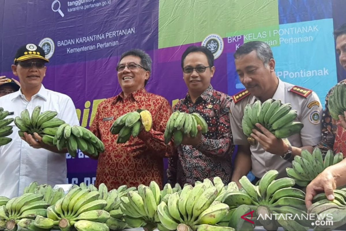 Ekspor perdana pisang kepok Kalbar ke Malaysia