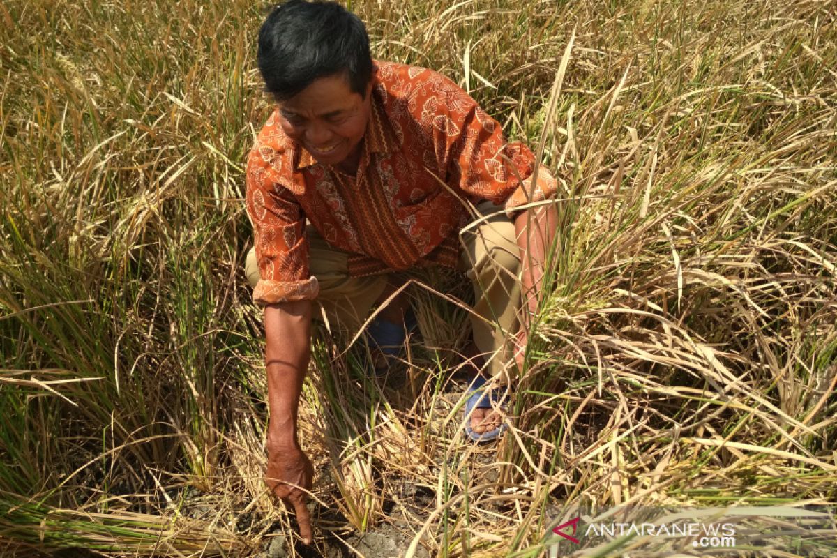 Puluhan Hektare Tanaman Padi Di Pati Puso Akibat Kekeringan - ANTARA News