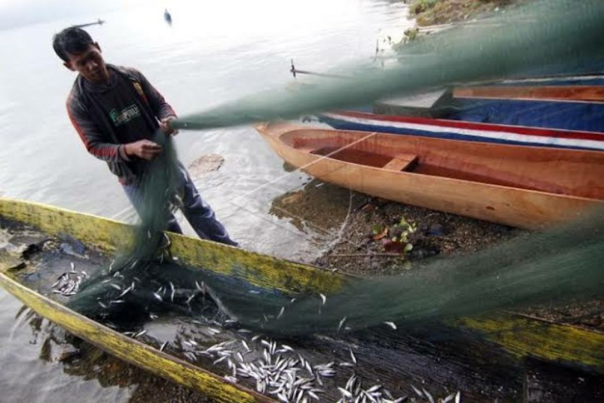 Ikan depik alami penurunan produksi di  Danau Laut Tawar