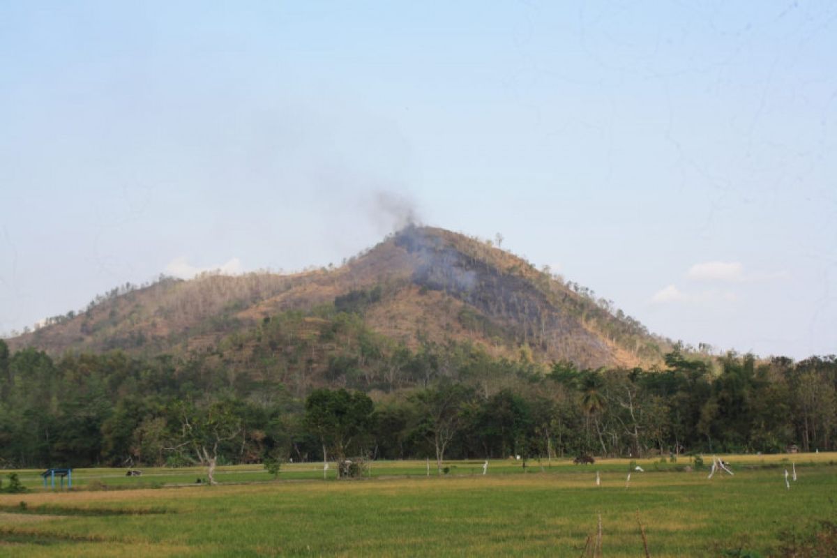 1,5 hektare hutan jati di Trenggalek terbakar